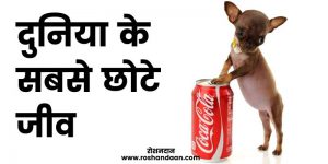 world smallest animal in hindi